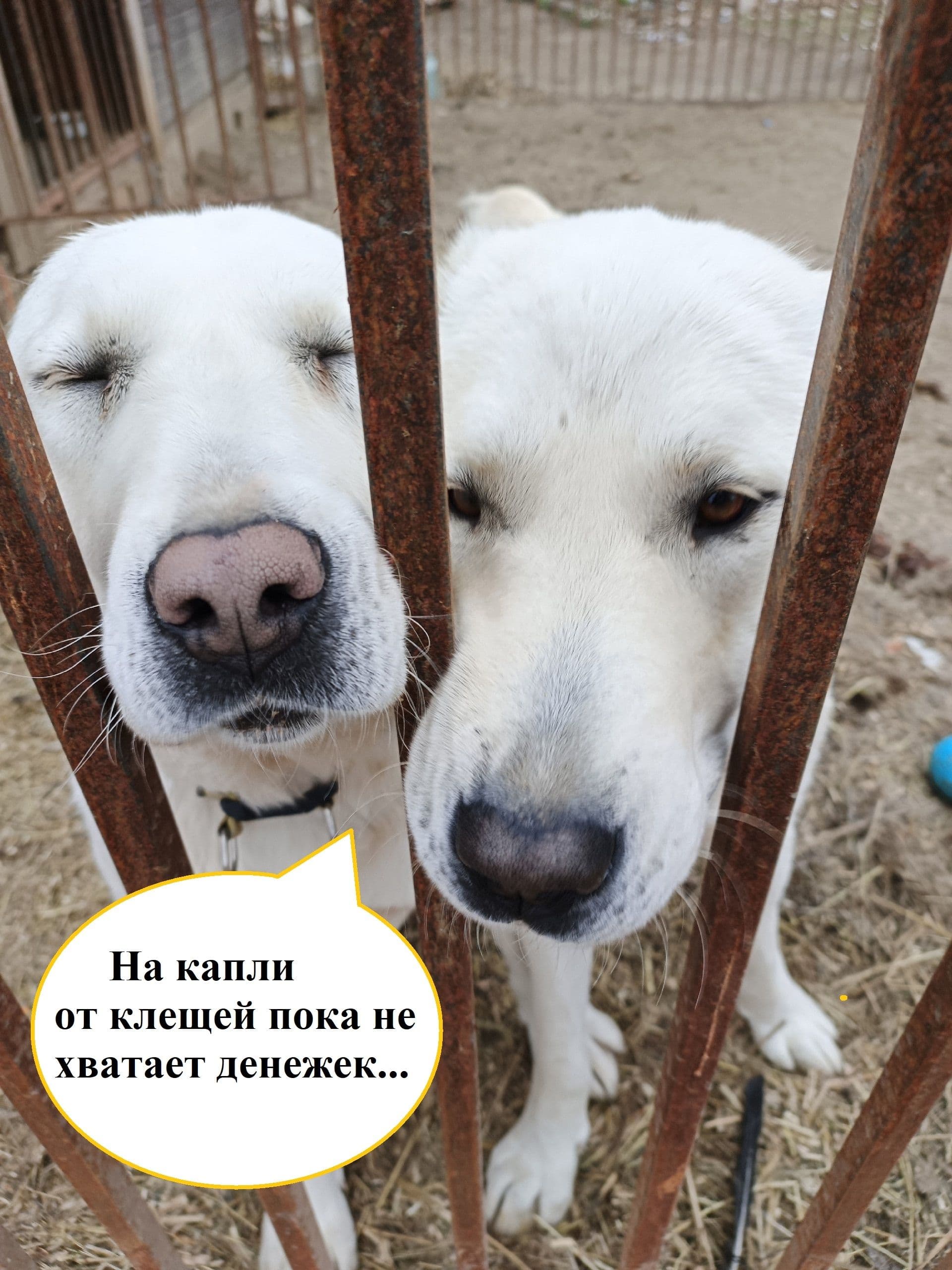 Сбор продолжается: защита собак от клещей не терпит отлагательств! - Фото 1