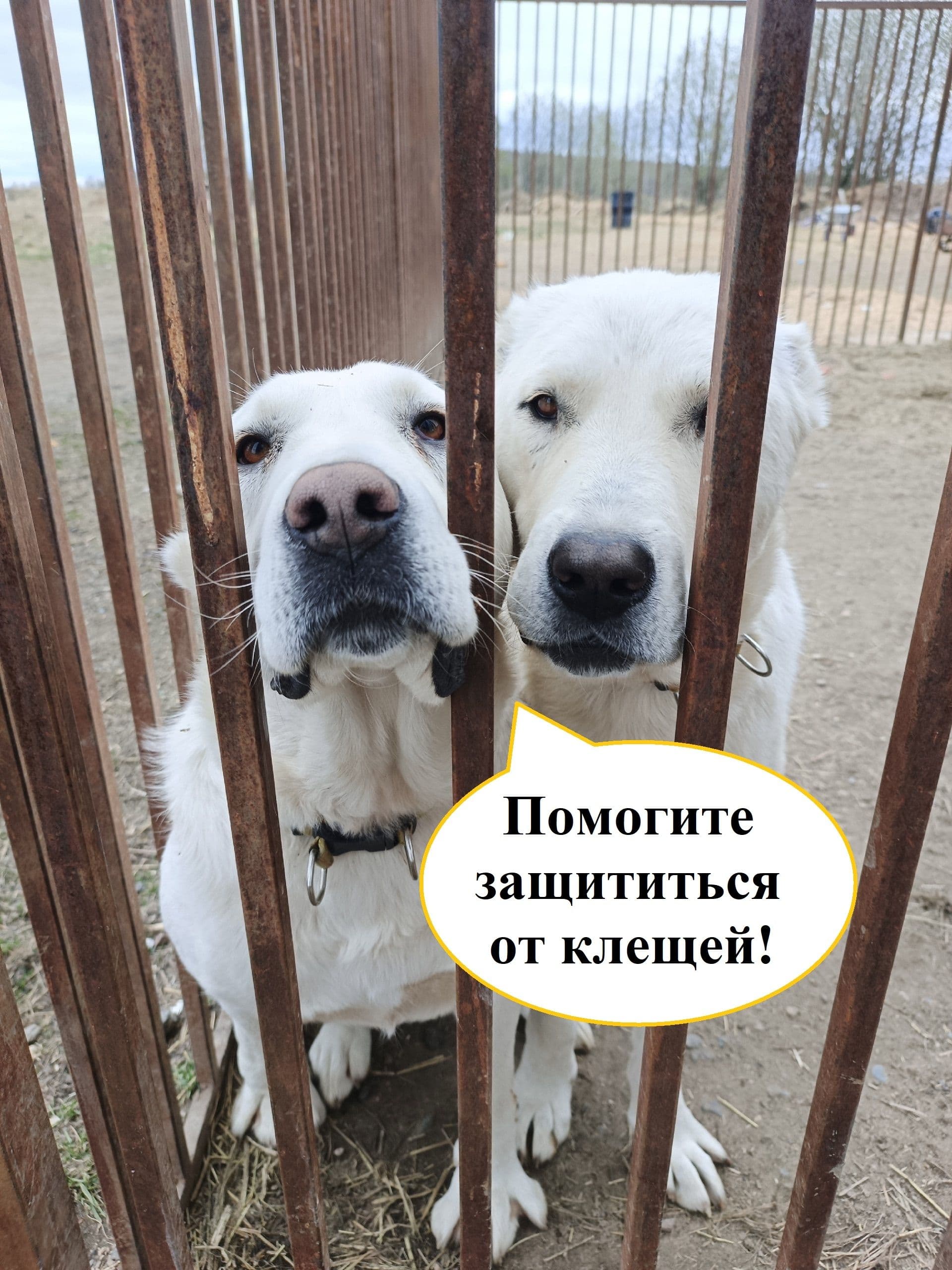 Сбор на защиту от клещей: необходимо 50 упаковок капель «Барс» - Фото 1