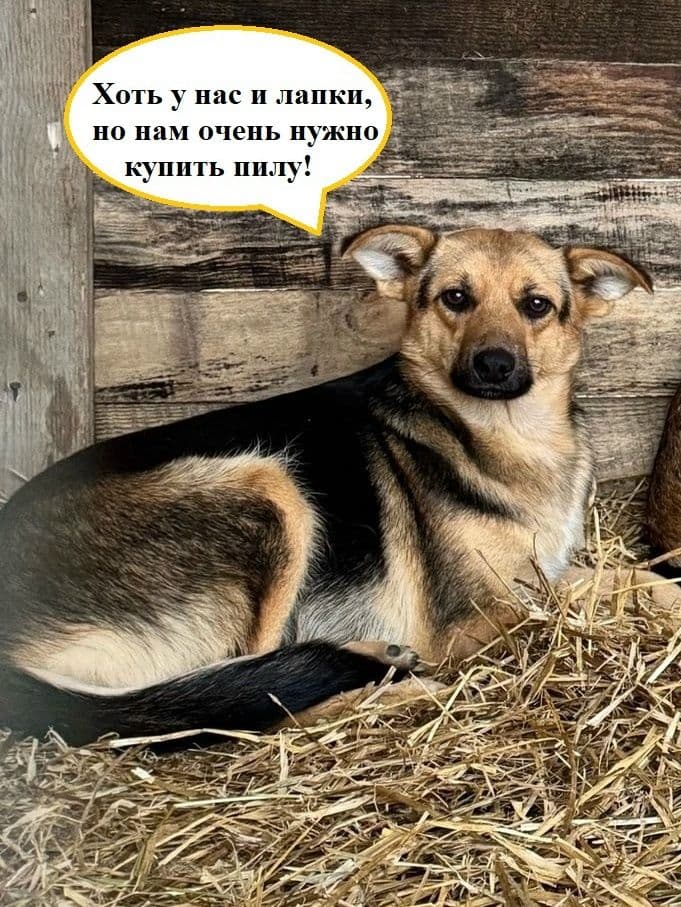 Срочный сбор: приюту необходима циркулярная пила для заготовки дров - Фото 1