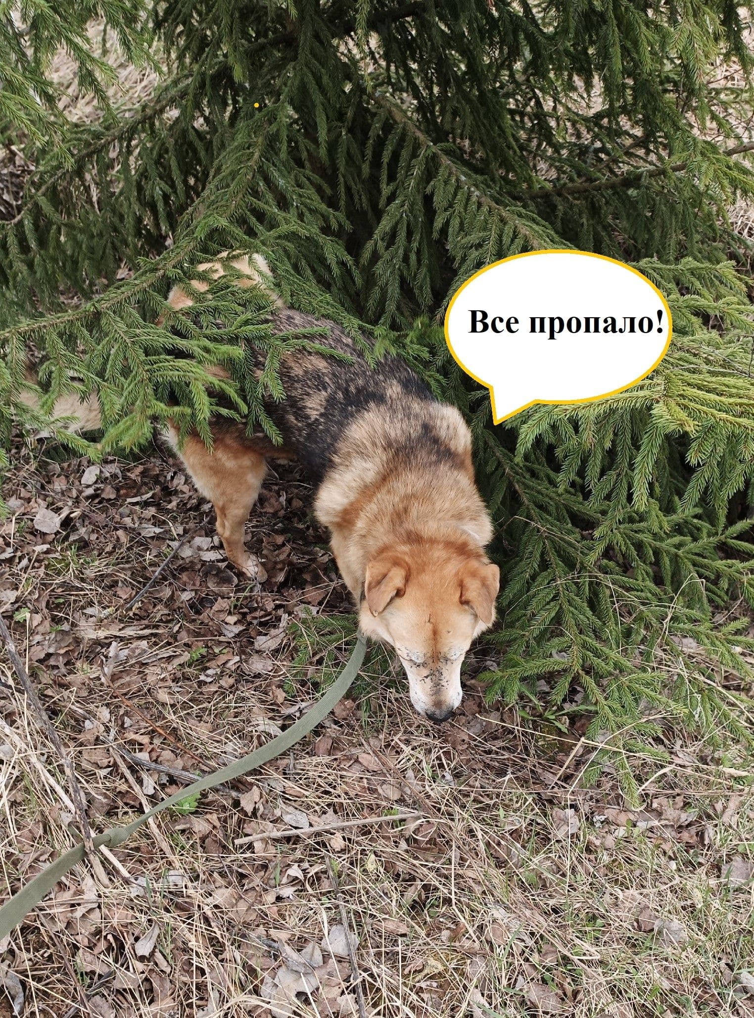 Рубрика Moments: спасенный Лорд передает всем большой привет! - Фото 2
