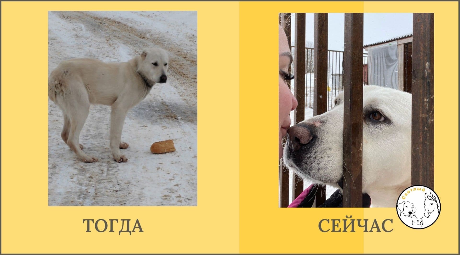 Взгляды, полные надежды: подборка историй преображения наших собак - Фото 3